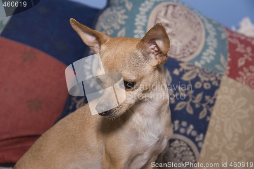 Image of Chihuahua  Portrait