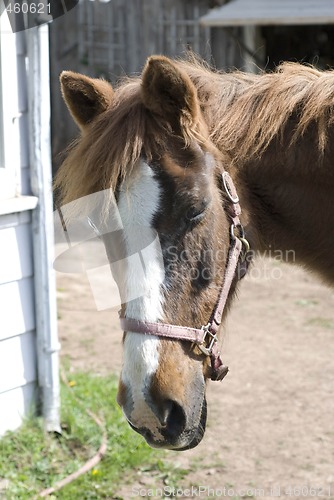 Image of Old Horse