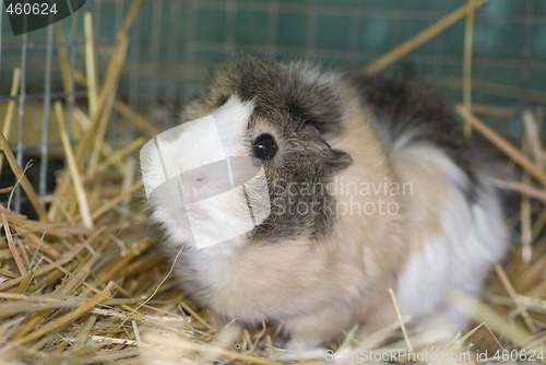 Image of Guinea Pig