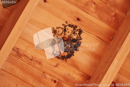 Image of Insect nest under roof, small wasps