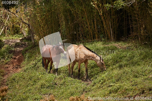 Image of Horse grazing on a field