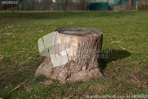 Image of Stump of a chopped tree