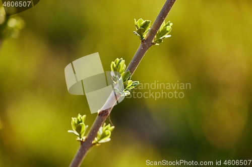Image of Buds emerging in spring