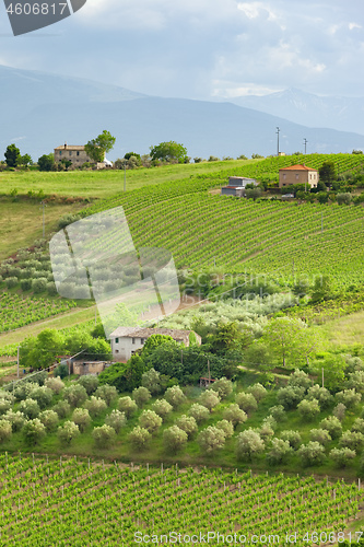 Image of houses vine and olive trees