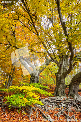 Image of view of autumn trees with yellow leaves on branches