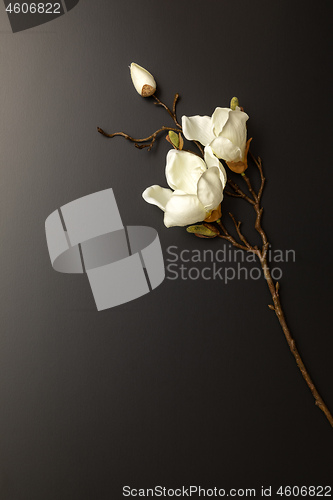 Image of a magnolia flowers on a black background