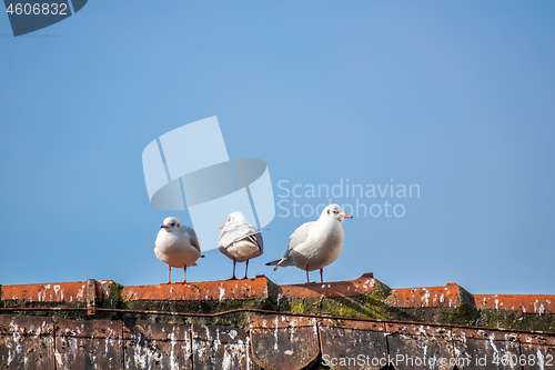 Image of three seagulls on the roof