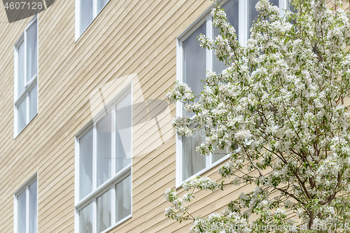 Image of Windows of a modern building and blooming tree