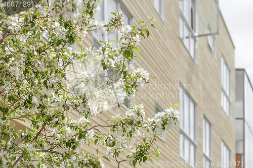 Image of Blooming spring trees in front of a modern building