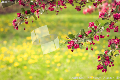 Image of Dandelion lawn and pink apple tree blossom