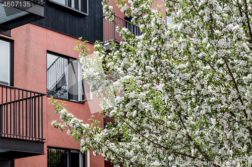 Image of Blooming tree in front of a pink and black building