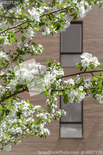 Image of White blooming tree in front of a brick building