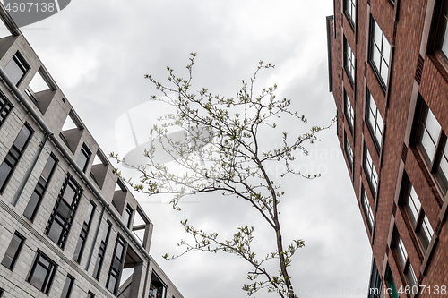 Image of Young tree growing between stone urban buildings