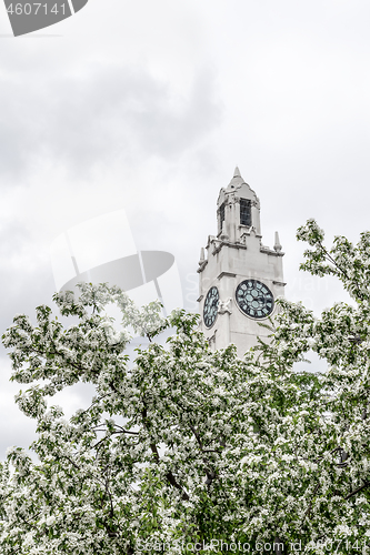 Image of Clock tower behind blooming apple trees