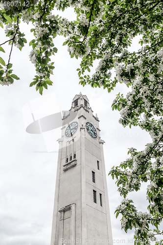 Image of White clock tower seen through blooming trees