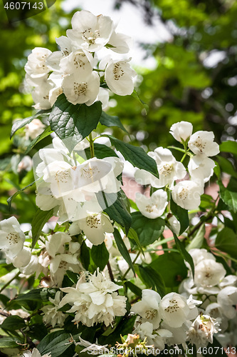 Image of Branch of white jasmine flowers