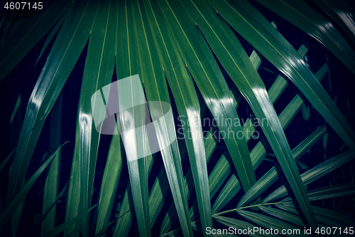 Image of Dark green palm leaf