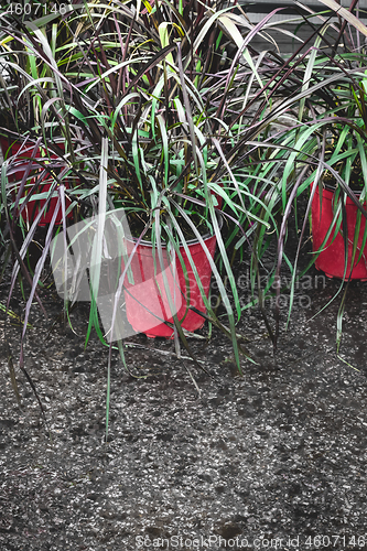 Image of Green decorative grass in red pots