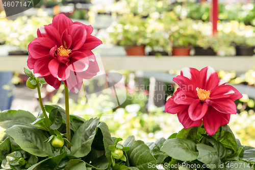 Image of Vibrant dahlias at the spring floral market