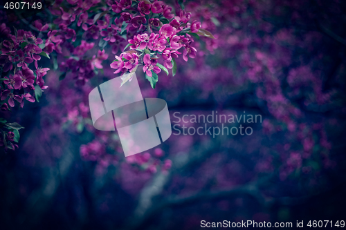 Image of Beautiful dark purple blooming trees