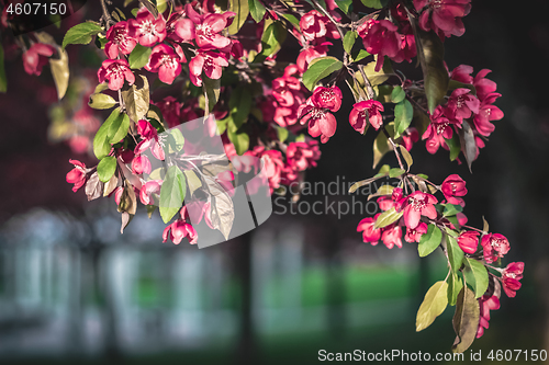 Image of Pink apple tree blossom in sunlight