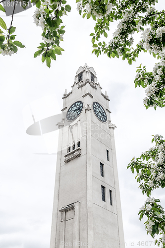 Image of White clock tower and apple blossom