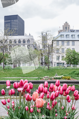 Image of Tulips in the Old Port of Montreal