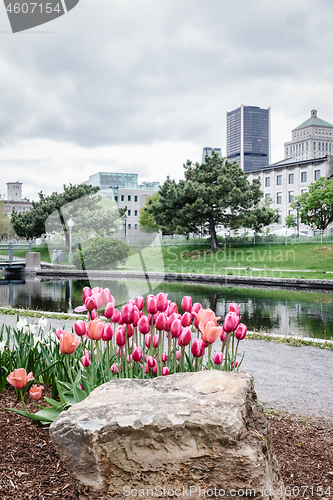 Image of Park with tulips in the Old Port of Montreal