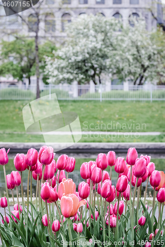 Image of Pink tulips in a spring park