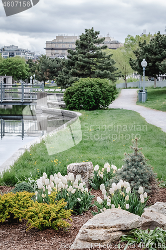 Image of Spring park with white tulips in Montreal