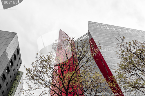 Image of Young spring trees and urban glass buildings