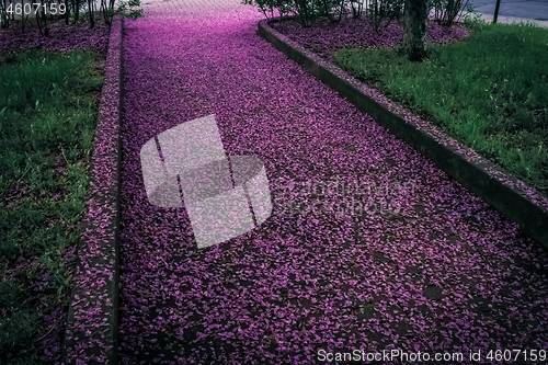 Image of Spring alley covered in purple flower petals