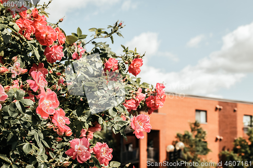 Image of Wild roses blooming in front of a brick building