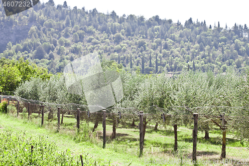 Image of Olive trees plantation.Italy.