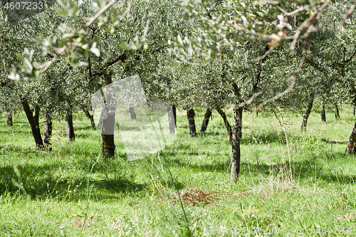 Image of Olive trees plantation.Italy.