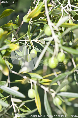 Image of Season and olive harvest nature image. Italy.