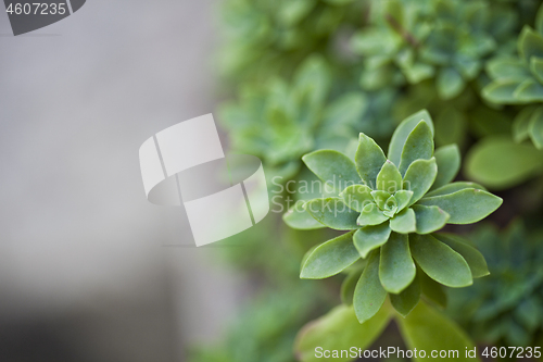 Image of Green succulent plant closeup on ceramic pot.