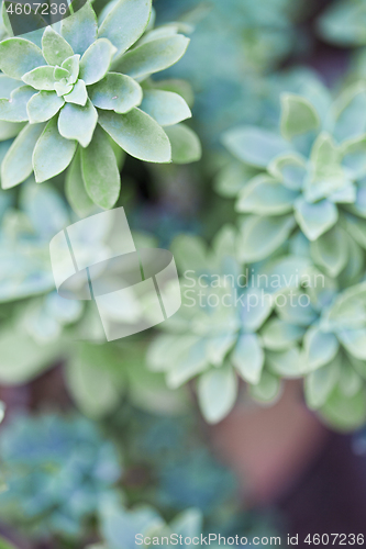 Image of Green succulent plant closeup on ceramic pot.