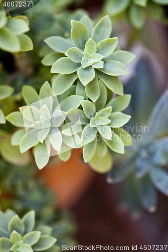 Image of Green succulent plant closeup on ceramic pot.