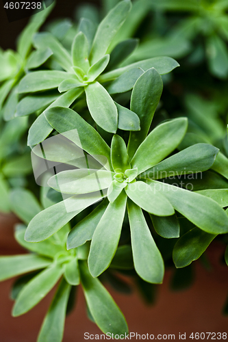 Image of Green succulent plant closeup on ceramic pot.