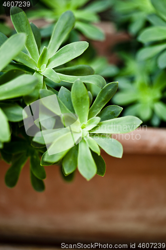 Image of Green succulent plant closeup on ceramic pot.