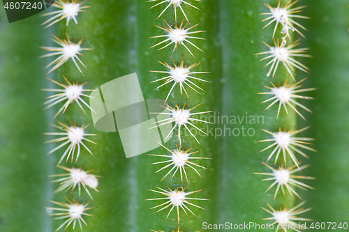 Image of Green cactus as a background.