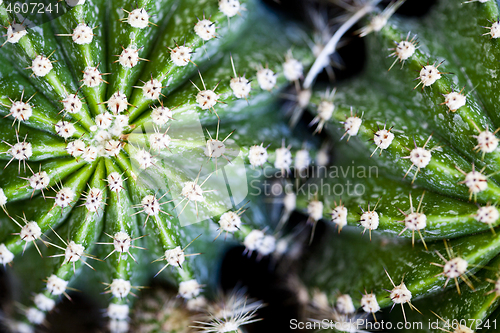 Image of Cactus macro image, selective focus. 