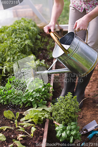 Image of Gardening watering