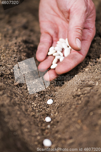 Image of Planting seeds