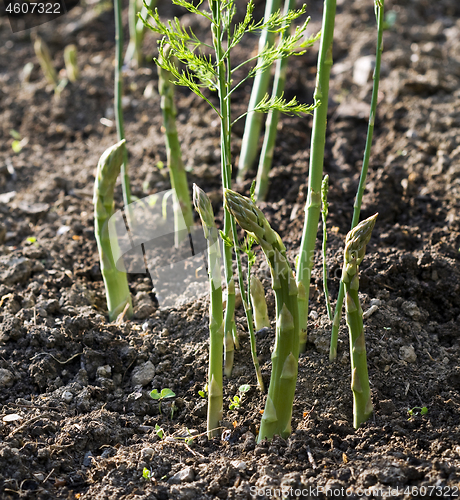 Image of Asparagus grow