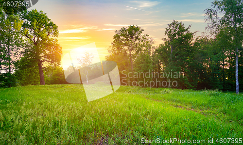 Image of Meadow with green grass