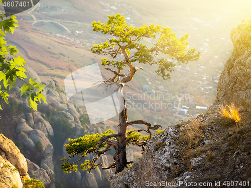 Image of Tree on rock