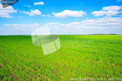 Image of Field of grass