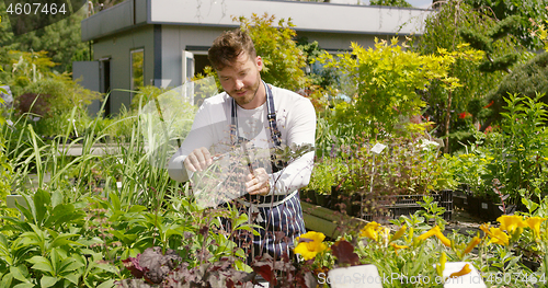 Image of Professional male gardener taking care and cutting the plants